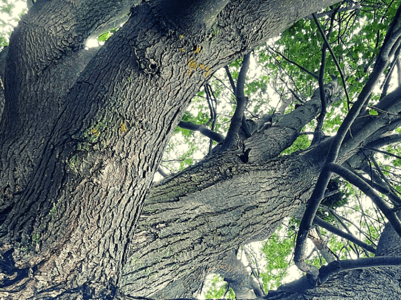 Divagations sur un&nbsp;érable…